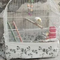دوعددعروس‌سخنگو‌نروماده