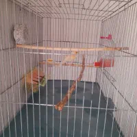 قناری موزاییکی نر