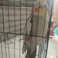 عروس هلندی|پرنده|ساوه, |دیوار