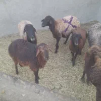 میش و بره|حیوانات مزرعه|ساوه, |دیوار