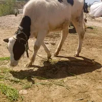گوساله