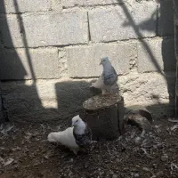 کفتر طوقی|پرنده|رودان, |دیوار