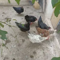 تعدادی مرغ محلی اکثرا تخم گذار به فروش میرسد