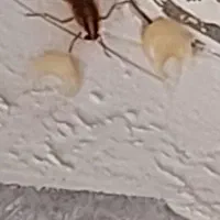 سمپاشی|خدمات نظافت|تهران, اوین|دیوار