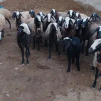 فروش میش شال۳۲راس