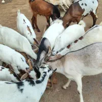 کهره نر و کهره و بر ماده ها فروشی|حیوانات مزرعه|بندرلنگه, |دیوار