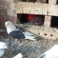 کبوتربلندپرواز|پرنده|هریس, |دیوار