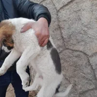 سراب|سگ|تبریز, |دیوار