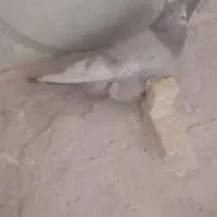 فروش تعدادکبوتر|پرنده|فسا, |دیوار