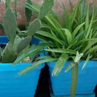 تنگ ماهی گوپی|ماهی|تهران, آذری|دیوار