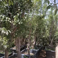 موز برگ بو نهال درخت گل و گیاه همیشه سبز ۴فصل چهار|گل و گیاه طبیعی|تهران, آسمان|دیوار