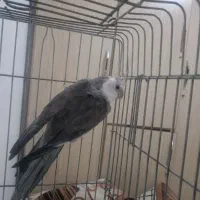 عروس هلندی|پرنده|اهواز, کیانشهر|دیوار