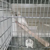 عروس هلندی جفت