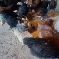 جوجه مرغ وخروس