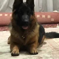 سگ ژرمن شولاین نر شناسنامه دار عالی|سگ|اصفهان, آبشار|دیوار