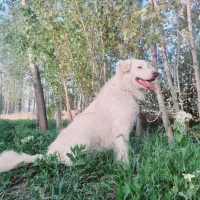 سگ ژرمن شپر میکس