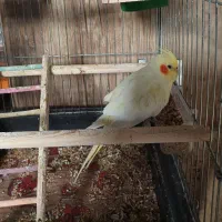 عروس هلندی|پرنده|قم, چهار مردان|دیوار