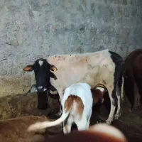 گاو|حیوانات مزرعه|دورود, |دیوار