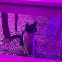 نیروی کار رستوران