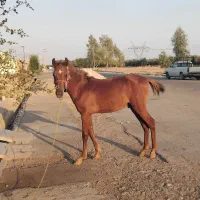 اسب|اسب و تجهیزات اسبسواری|دزفول, |دیوار