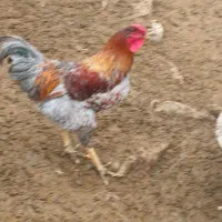 خروس ،مرغ ، جوجه