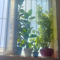 تعدادی گل وساعت ونخل|گل و گیاه طبیعی|سرپل ذهاب, |دیوار