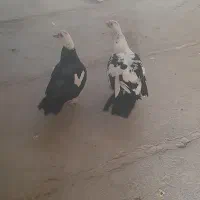 با سلام جف اردک روسی