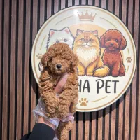 توی پودل شکلاتی / سگ ۷۰ روزه مداد رنگی فرفری ها