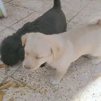 سگ پاکوتاه نژاد شیتزو