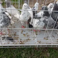 کبوتر دونیی ۱۵۰|پرنده|خشکبیجار, |دیوار