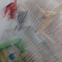 عروس هلندی
