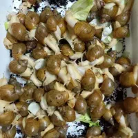 فروش حلزون آلبینو
