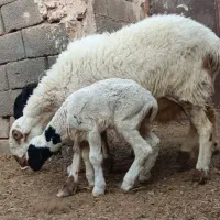 ۲ عدد گوسفند پوزه عقابی شیری و ۲قلو زاییده سر مایع|حیوانات مزرعه|رفسنجان, |دیوار
