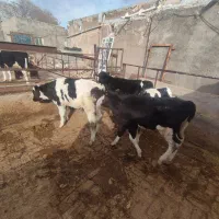 گوساله شیر گرفته|حیوانات مزرعه|قزوین, |دیوار