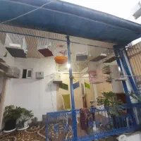 انواع پرنده. بخون  قرص بخون