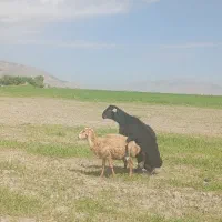 بره میش قوچ قره غزل افشارلخت