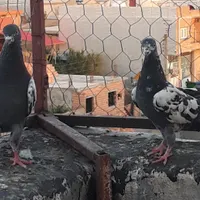 کبوتر پاکستانی مفلق پرشی