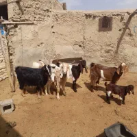 یک قوچ درجه یک با ۲۰ تا بز