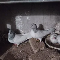 کبوتر کله پیس