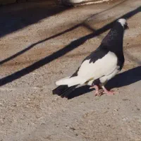 کبوتر نر پرشی پلنگ طوق دمب تبعیدی معاوضه