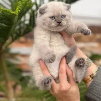 سیلور چشم آبی اسکاتیش شورت هیر