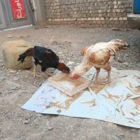 دوتا خروس لاری سه تا مرغ لاری|حیوانات مزرعه|قم, علی آباد سعدگان|دیوار