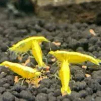 شریمپ میگو کامبارلوس ماهی پلنت گوپی حلزون|ماهی|تهران, نارمک|دیوار