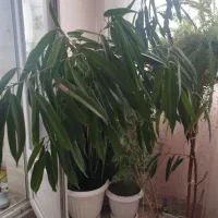 گل وگلدان|گل و گیاه طبیعی|زنجان, |دیوار