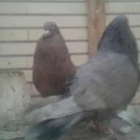 کبوتر جفت کله ای هندی|پرنده|شاهین‌شهر, خبرنگار|دیوار