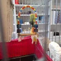 طوطی برزیلی|پرنده|کهریزک, |دیوار