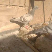 جوجه پلاکی اصلی