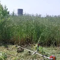 علفتراشی،تمشک  تراشی  نی و...