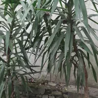 یوکا|گل و گیاه طبیعی|ساری, |دیوار