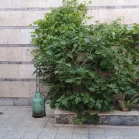 اجاره زیر زمین